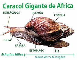 Confirmada aparición del caracol gigante africano en Camagüey